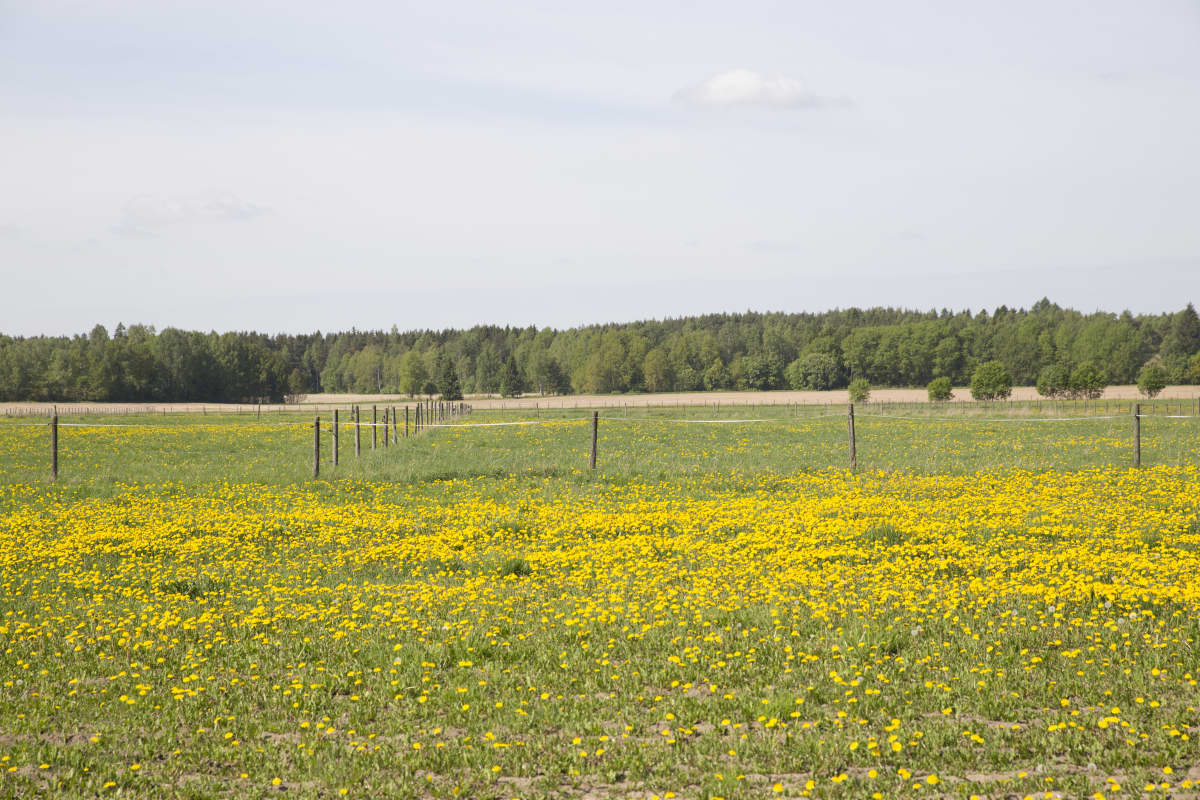 Voikukkia pellolla.