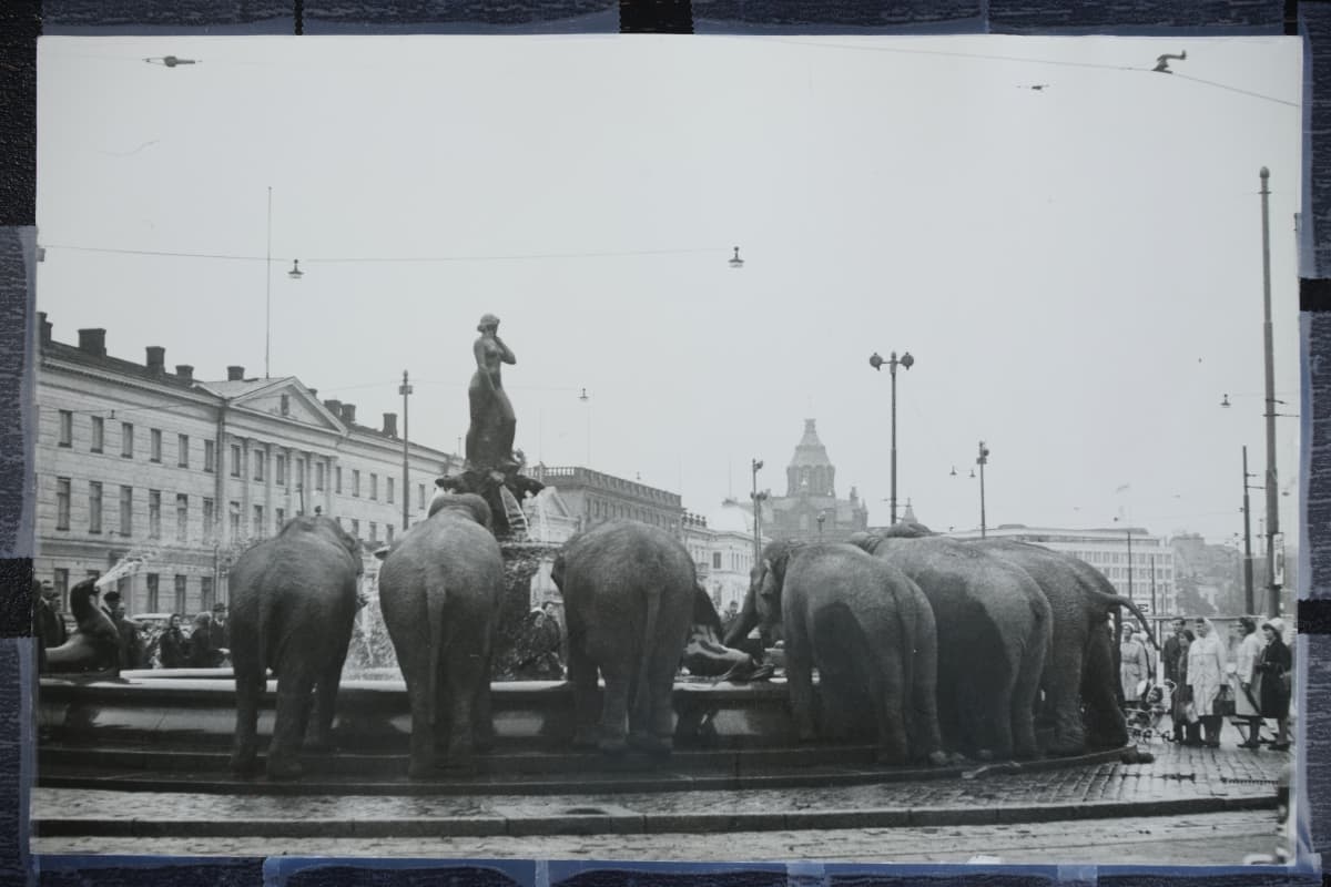 Koska elefantit joivat Havis Amandan suihkulähteestä? Olivatko janoiset norsut Moskovan suuren sirkuksen eläimiä vuonna 1968?