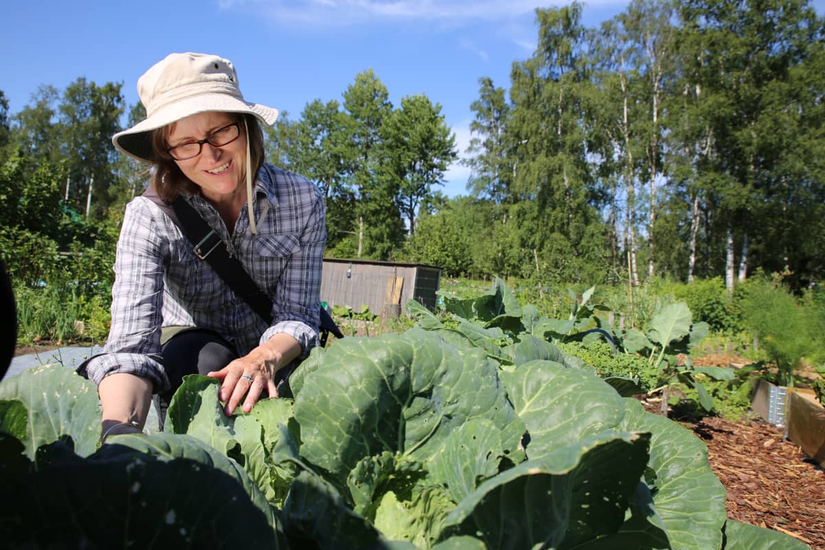 Puutarhaneuvoja Kirsi Mäkinen tutkii kaalikoiperhosen pureskelemia kaalinlehtiä Hyötykasviyhdistyksen siirtolapuutarhassa Helsingin Haagassa.