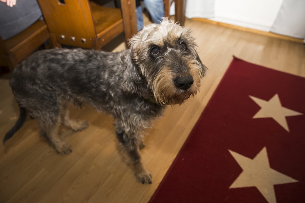 Koira