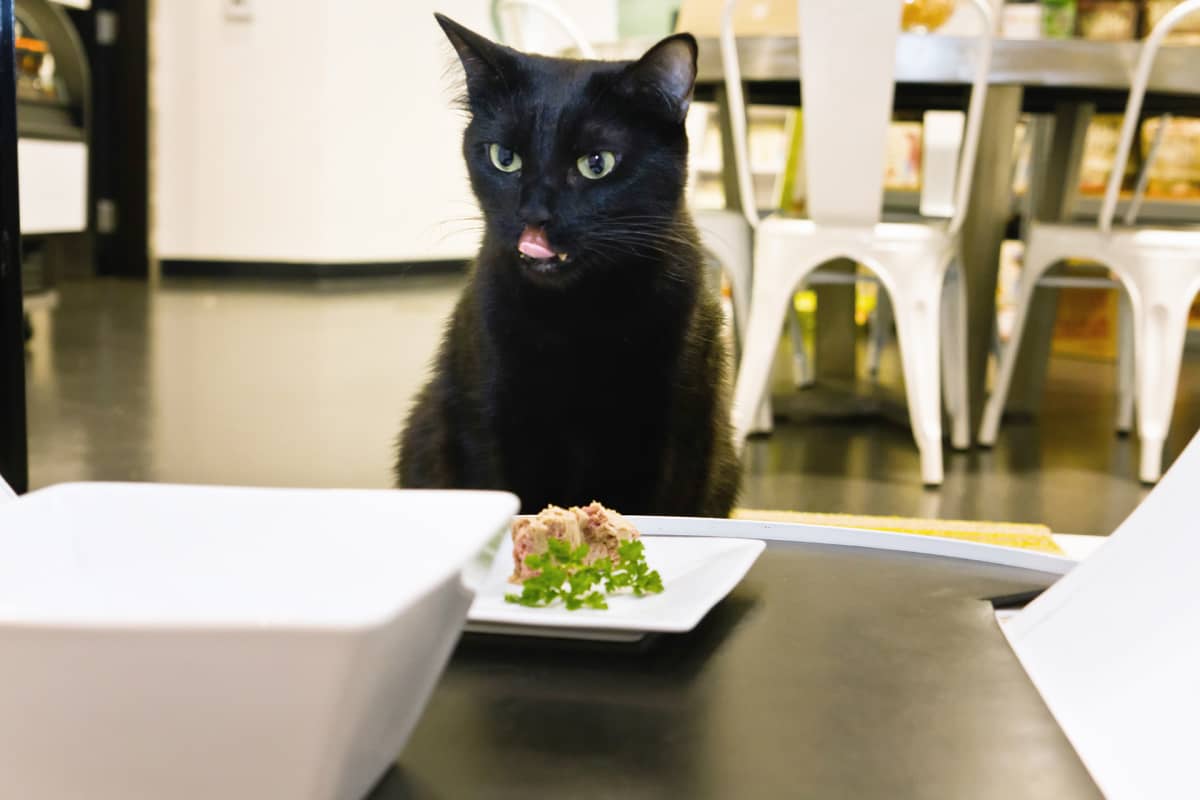 Kaupassa vakituisesti asuva Harlow-kissa syö tassubaarissa.