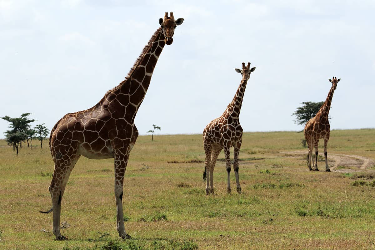 Ol Pejeta Conservancy, Kenia.