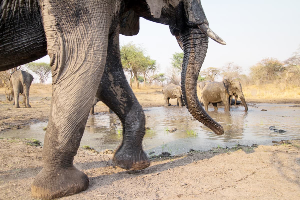 Elefantit kokoontuvat juomapaikalle Namibian Sambesissa.