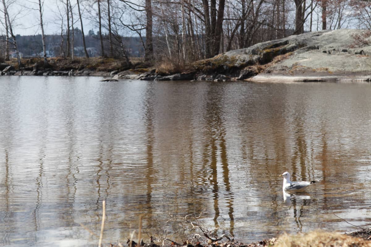 Jäätön Pyhäjärven lahti
