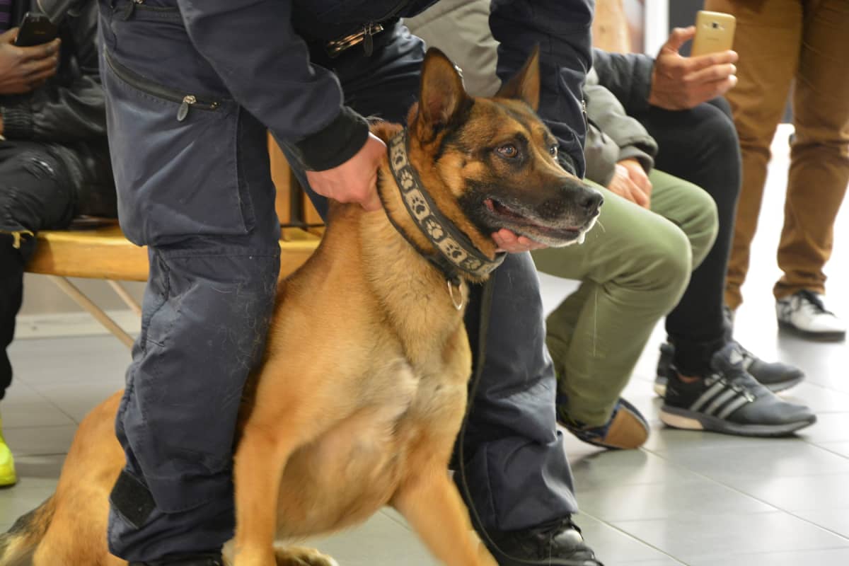 Poliisikoira tuijottaa kiinniotettavaa tarkasti.