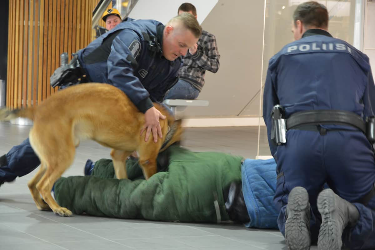 Ohjaajan käskystä poliisikoira irrottaa hampaansa kiinniotettavasti. Sitä ennen purukalusto on tiukasti kiinni rosvossa.