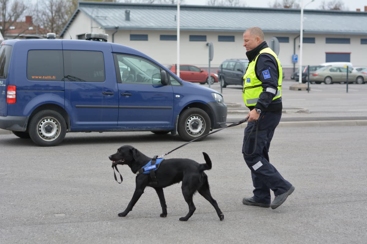 Nuuskakoira on yksi tullin työntekijä.