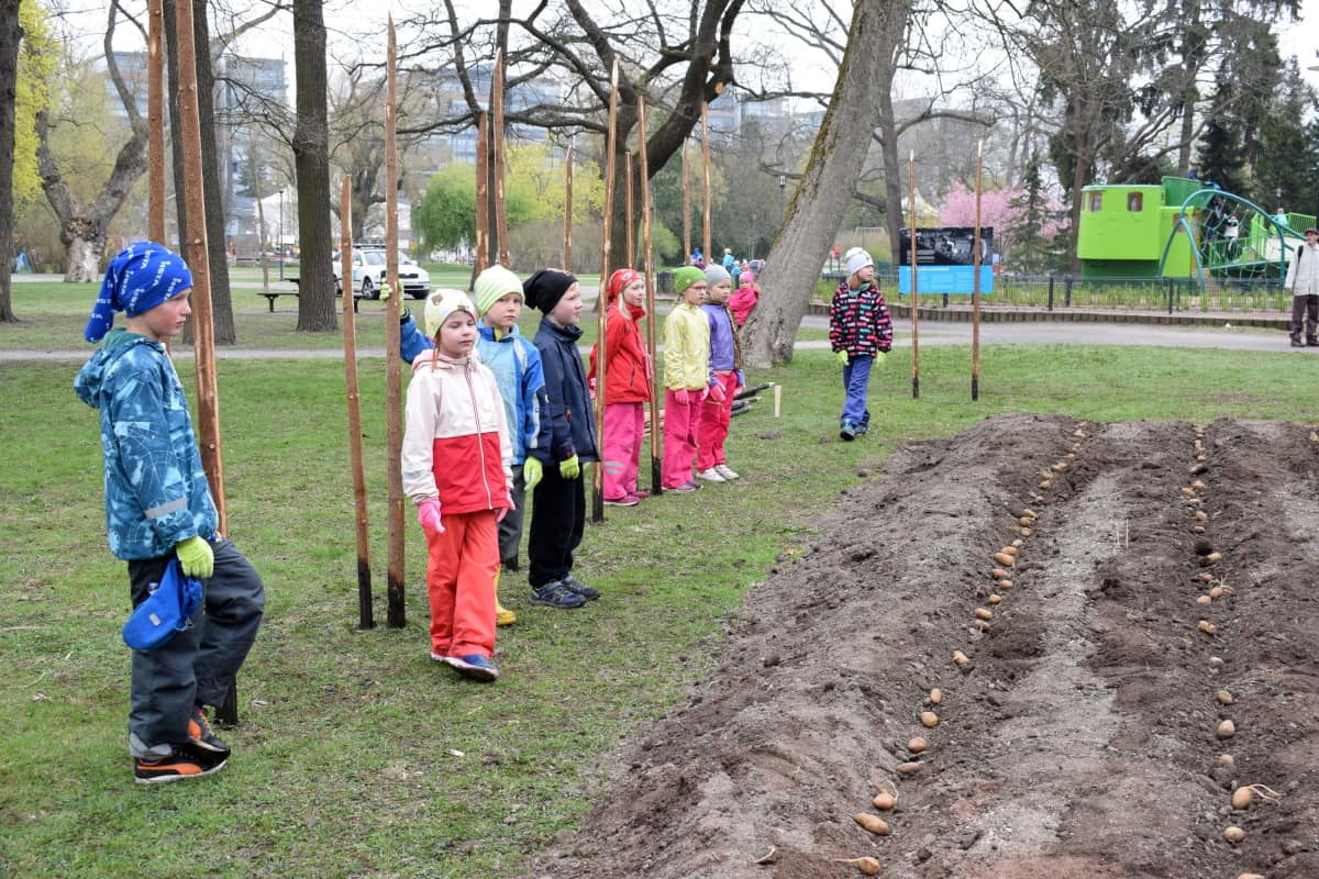 Lapsia istuttamassa perunaa Kupittaalla
