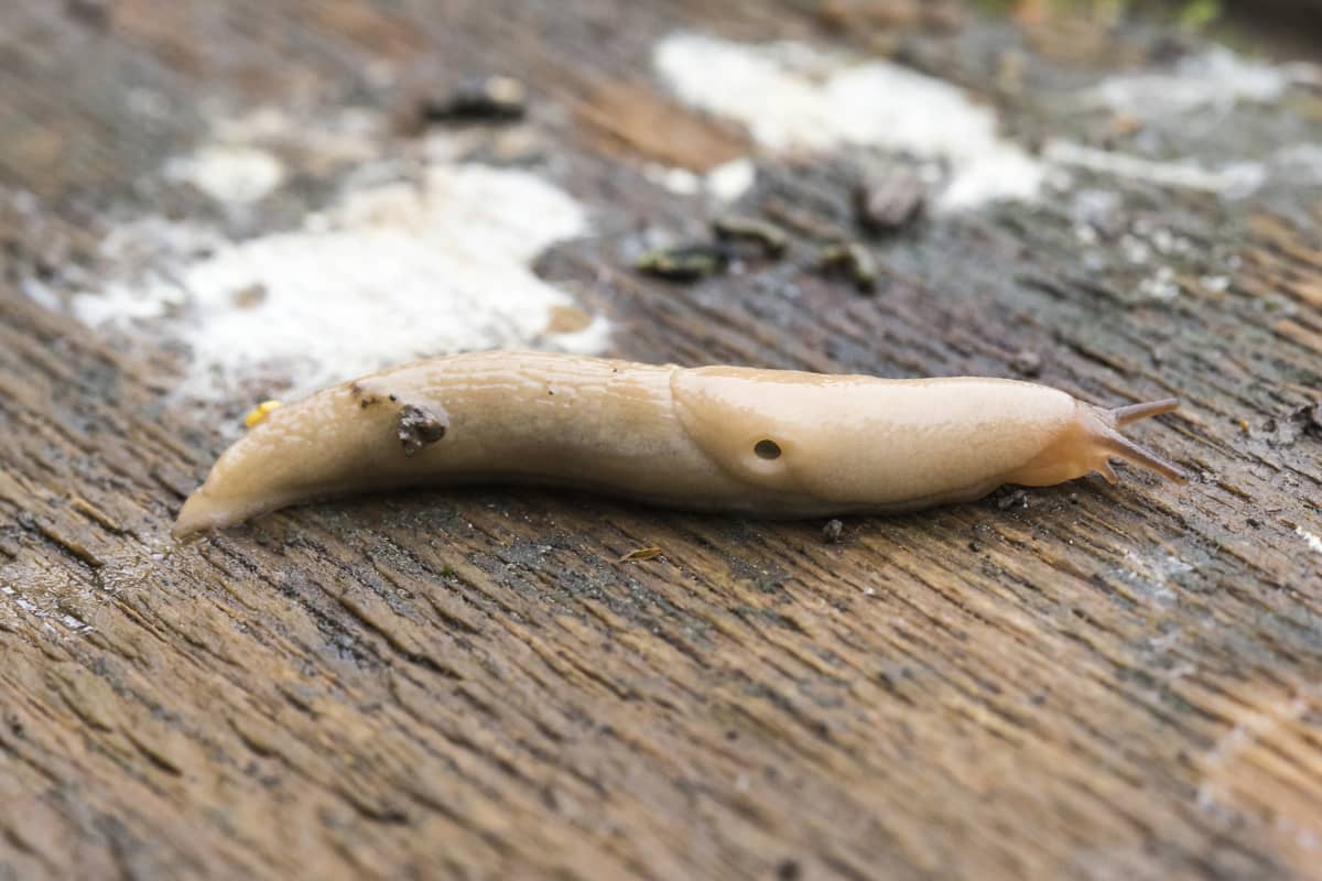Peltoetana.