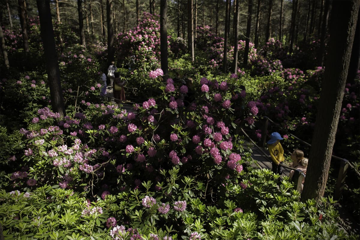 Etelä-Haagan rododendronpuisto.
