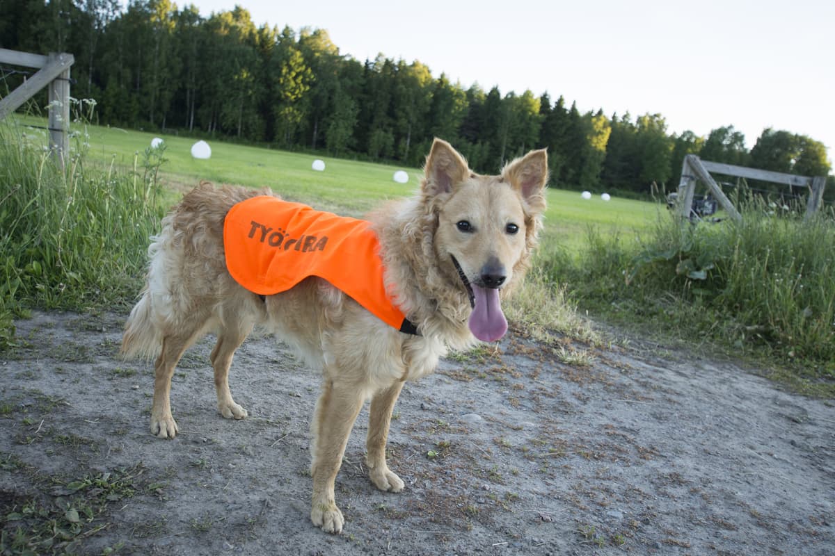 työkoira