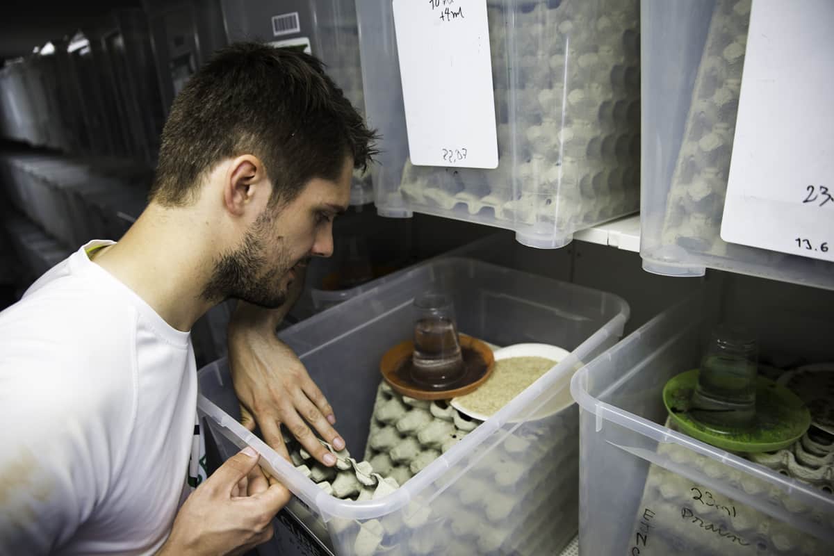 Robert Nemlander, Entocube