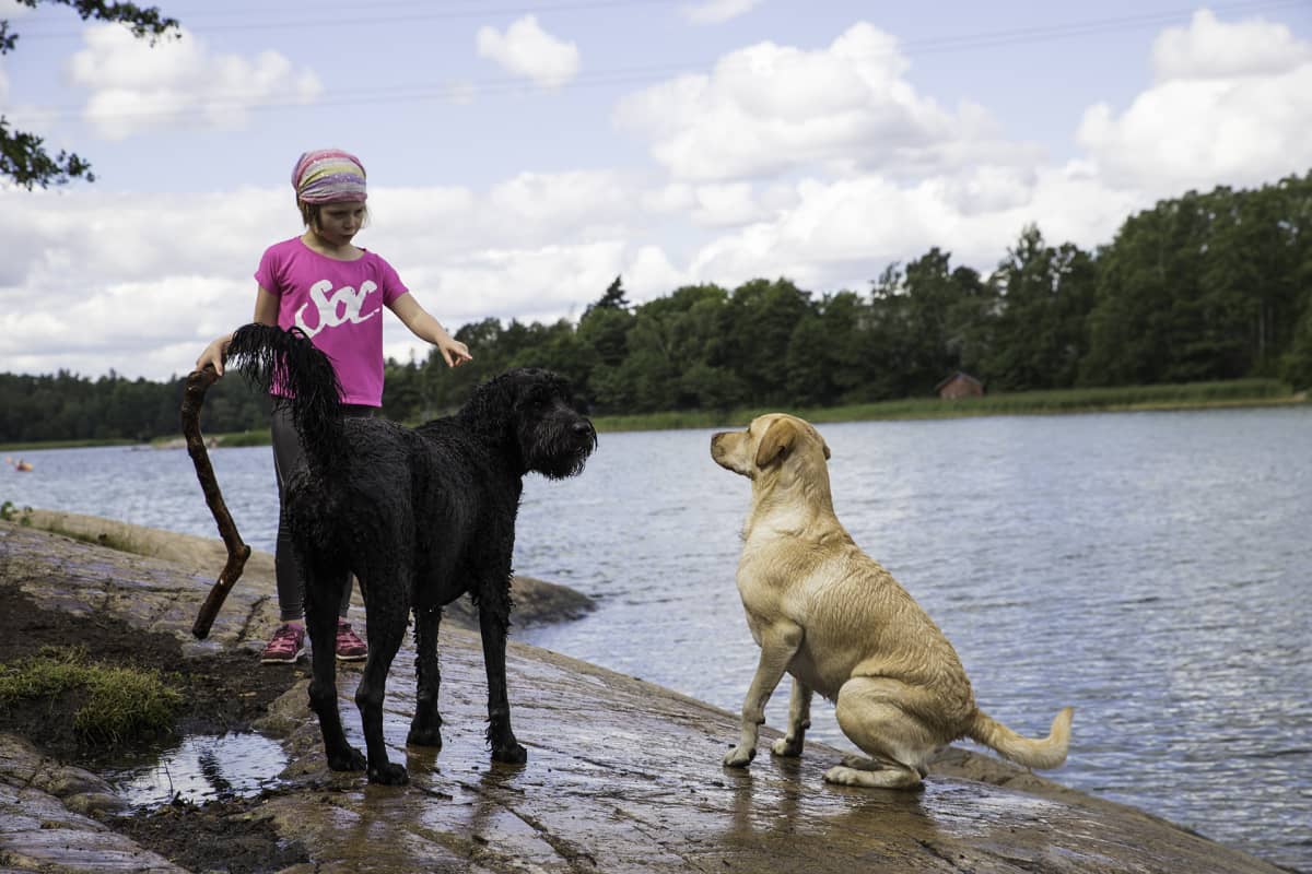 Kaksi koiraa ja lapsi. Lapsi komentaa labradorinnoutajan istumaan.