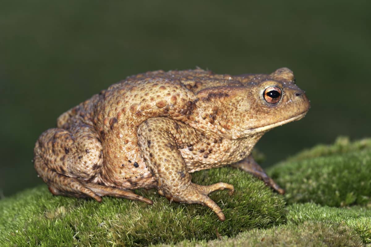 bufo bufo