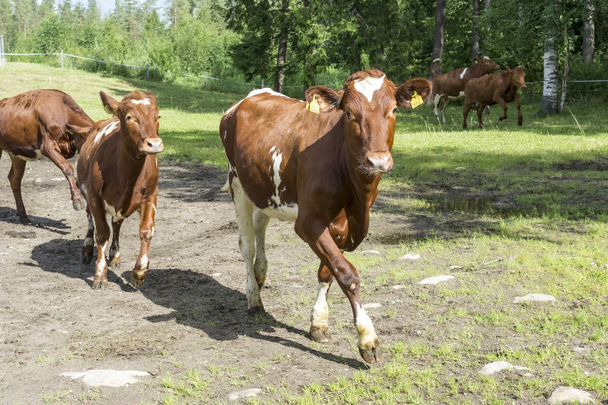 Lehmiä ulkona.