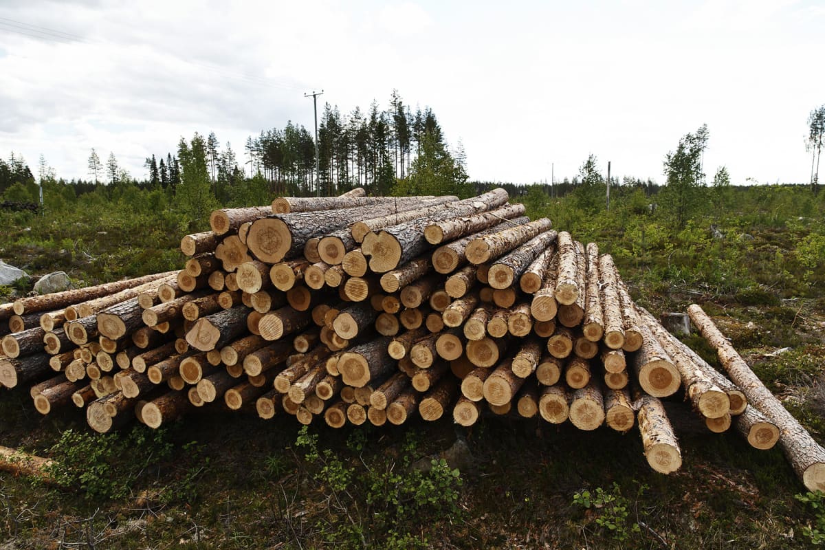 Kaadettuja puita pinossa.