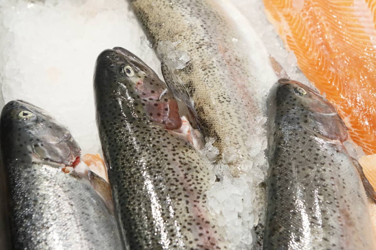 Kirjolohia kylmäaltaassa