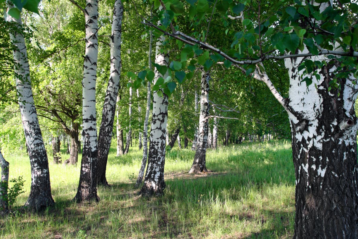 En dunge med björkar, solen skiner in bland träden.
