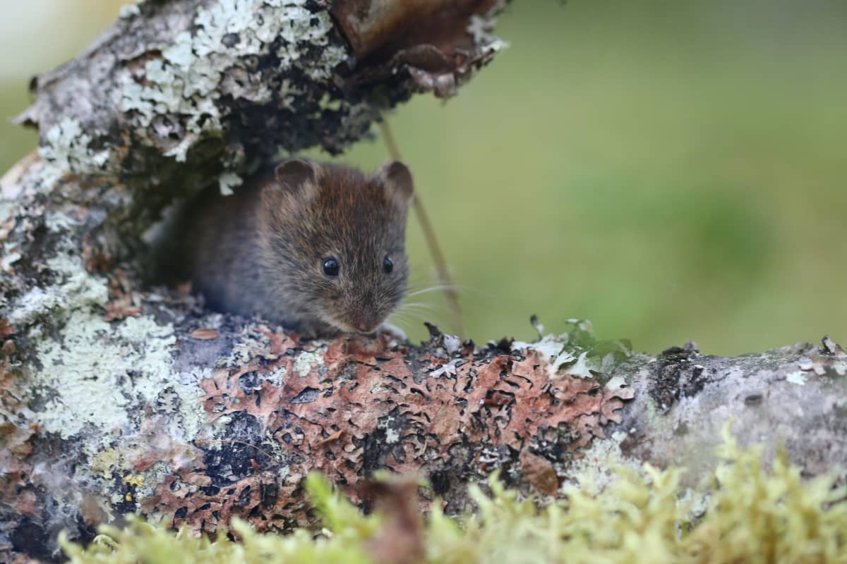 Metsämyyrä piilossa kaatuneen puunrungon päällä.