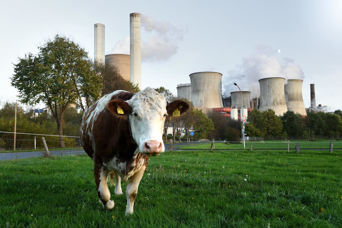 En ko på bete vid kolkraftverket i Berheim, Tyskland. Kolkraftverken hör till de största klimatbovarna i EU med stora utsläpp av koldioxid som bidrar till den globala uppvärmningen.