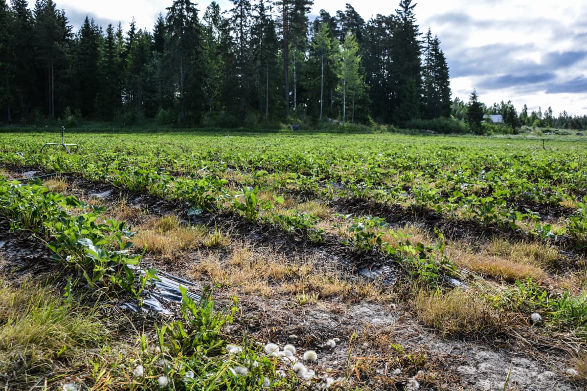 Jordgubbsåker som mår dåligt