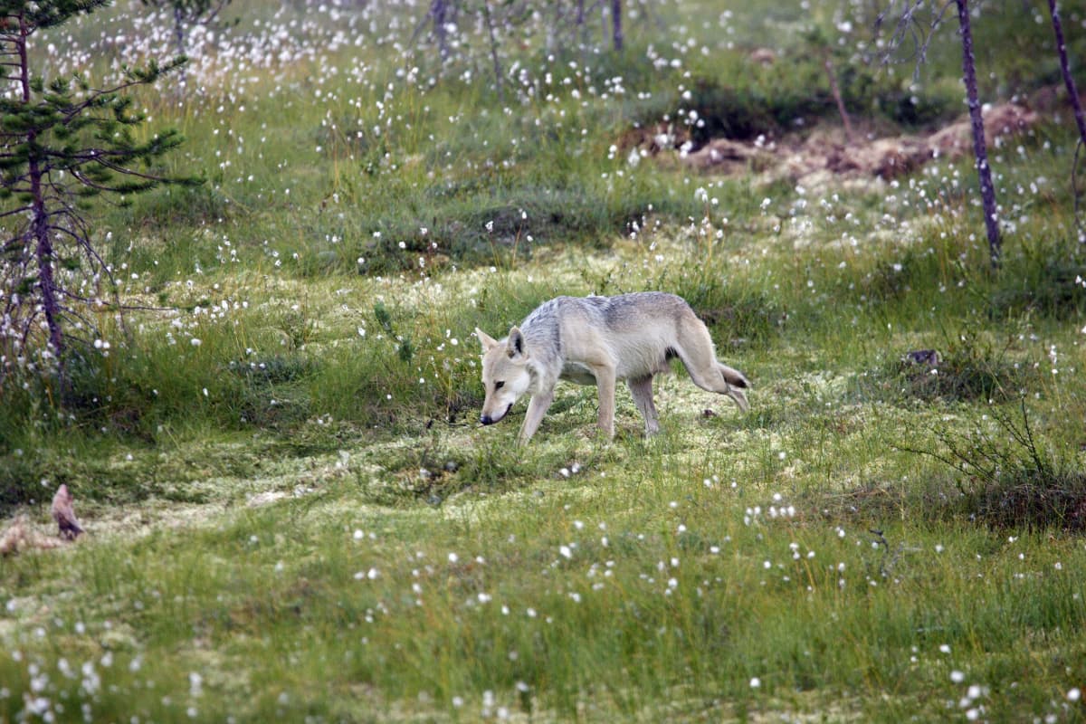 Canis Lupus Lupus