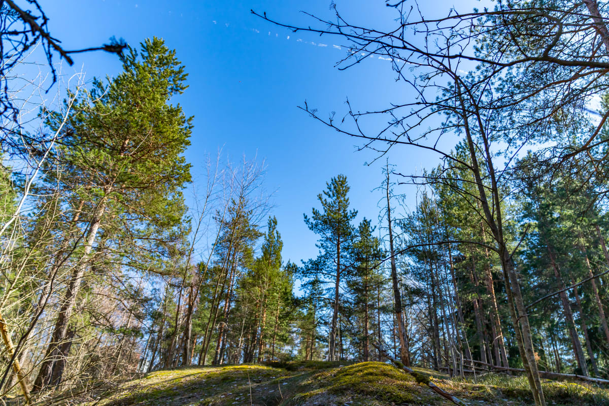 Suomen luonto.