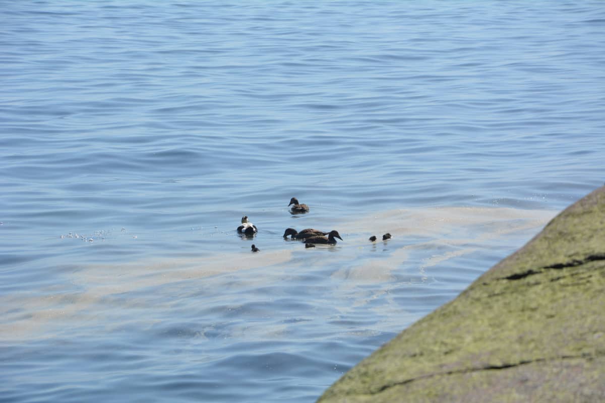 Havsklippor i soligt väder, ejdrar simmar i havet.