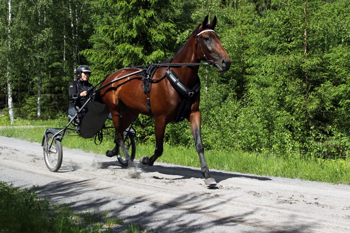 Anne Luttinen ohjastaa Ranch Kelly -ravihevosta harjoitusmaastossa.