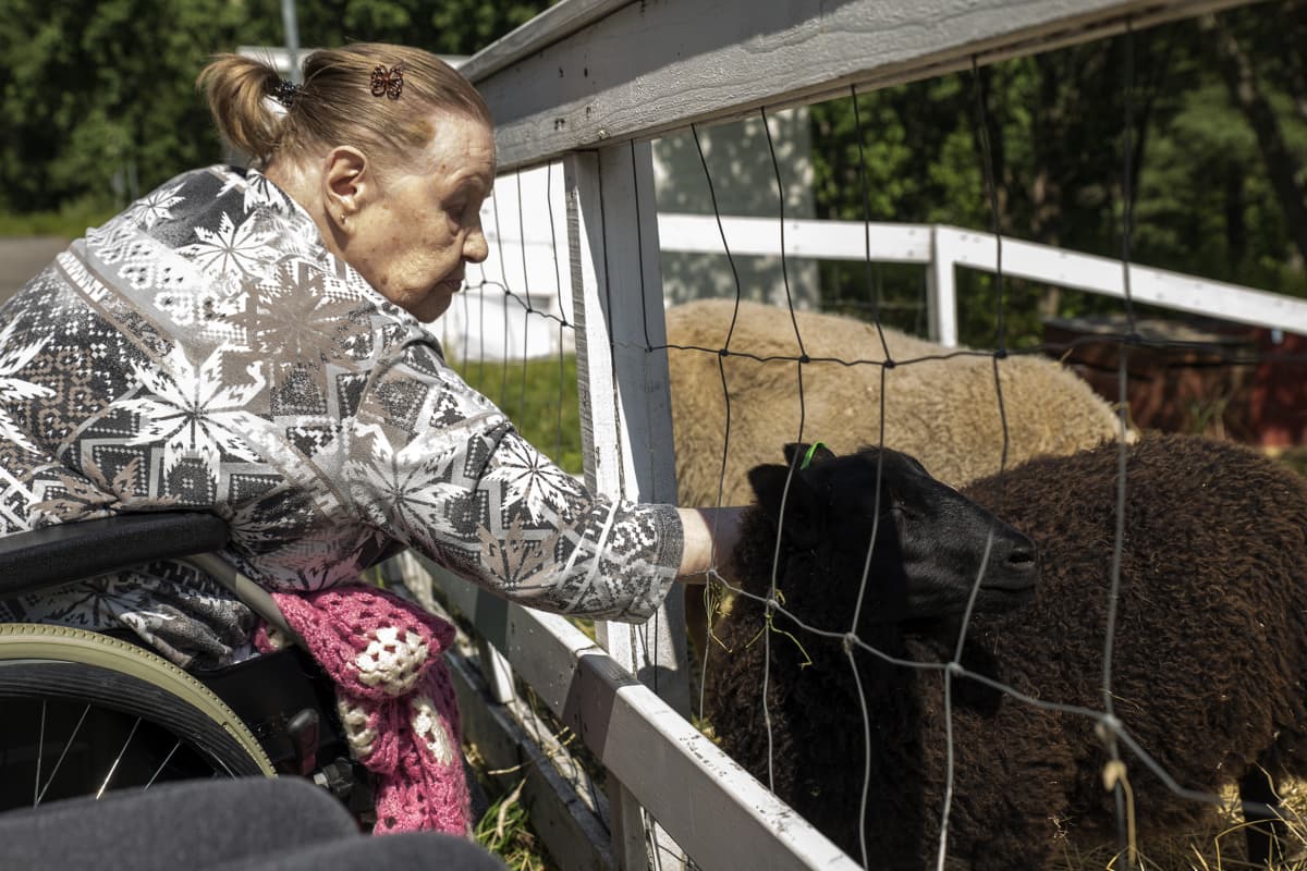 Pyörätuolissa istuva nainen rapsuttaa lammasta.