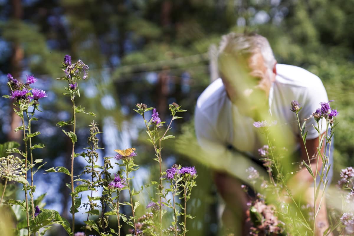 Tulevaisuuden tutkija Markku Wileniuksen mielestä on ensiarvoisen tärkeää ymmärtää, kuinka elollinen järjestelmän toimii. Tätä hän kutsuu planetaariseksi elämän taidoksi.