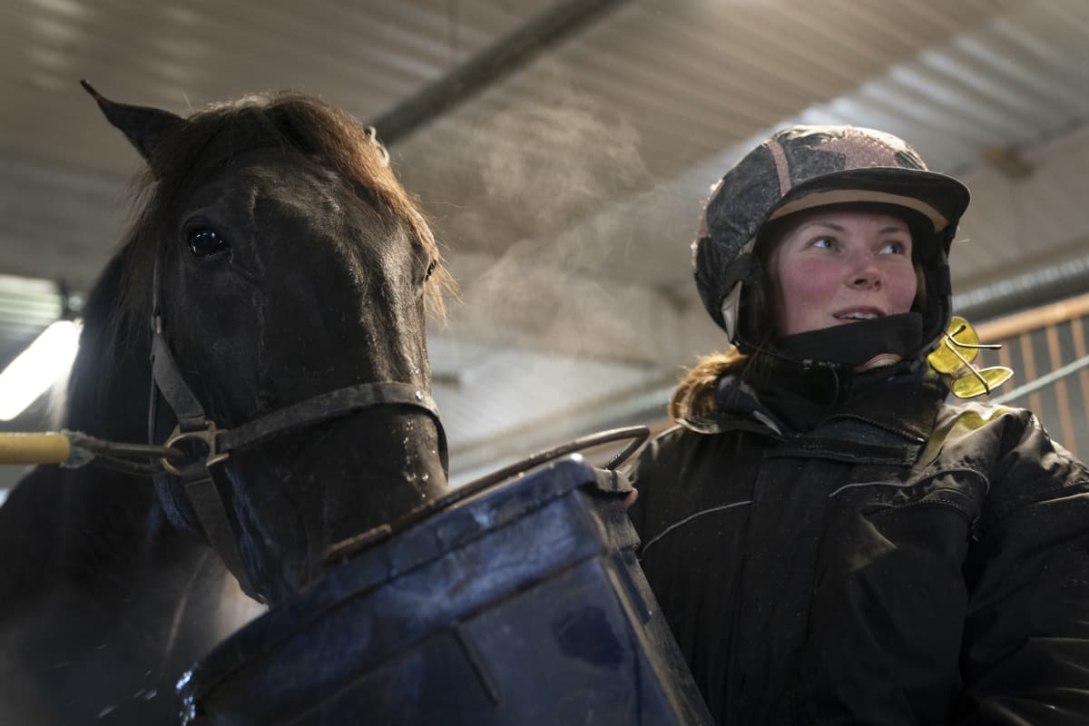 Ravihevonen Lewis Ale juo vettä harjoitusten jälkeen, sankoa kannattelee Lewiksen hoitaja Tiia Pihamaa