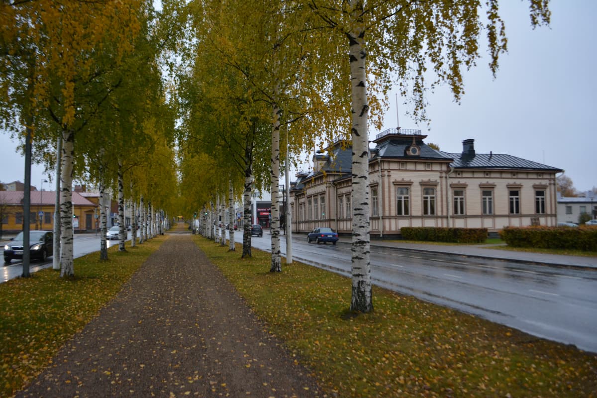 Iisalmen keskustan koivukuja.
