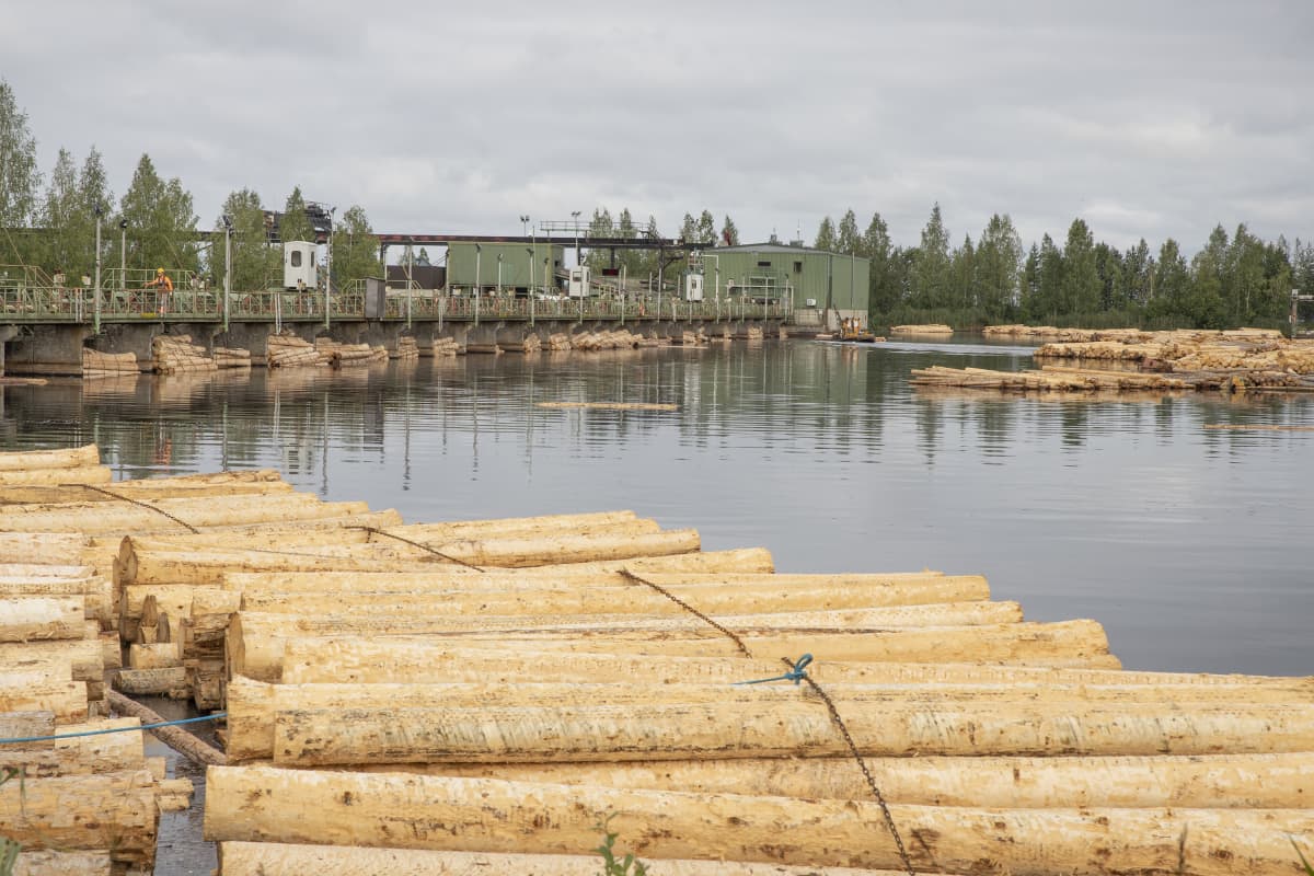 Tukkeja lilluu tukkialtaassa Stora Enson Kiteen sahalla pilvisenä päivänä.