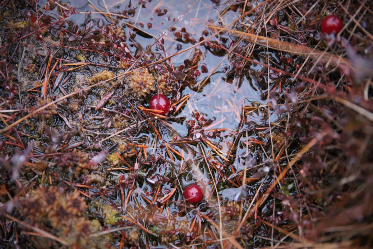 Karpaloita Heinä-Vaajersuolla.