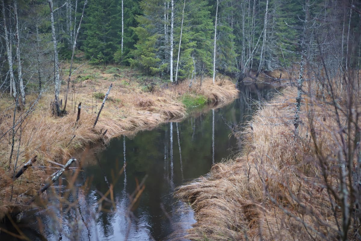 Hounionjoki Virojoen latvassa.