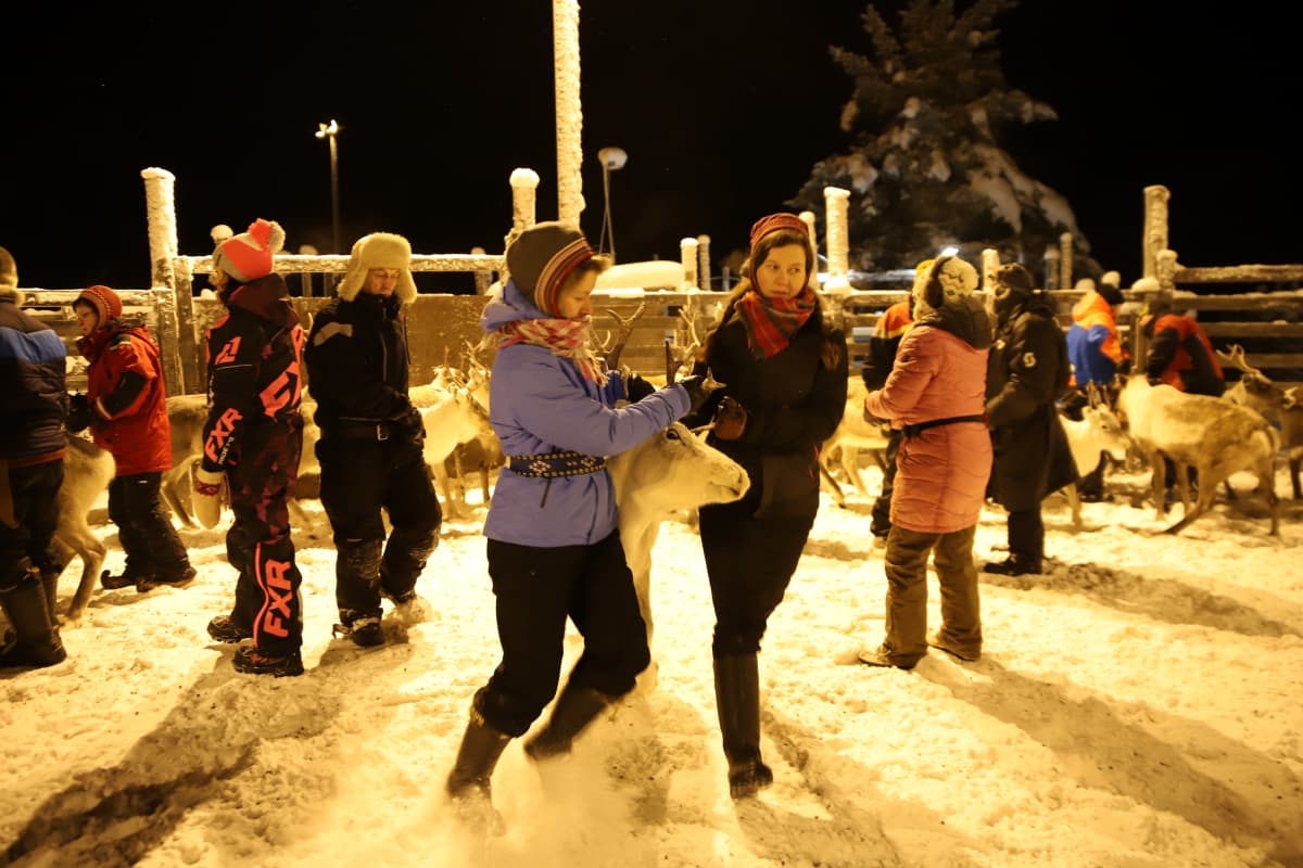 Poronhoitajat kuluttavat valtavasti energiaa poroerotusten aikaan.