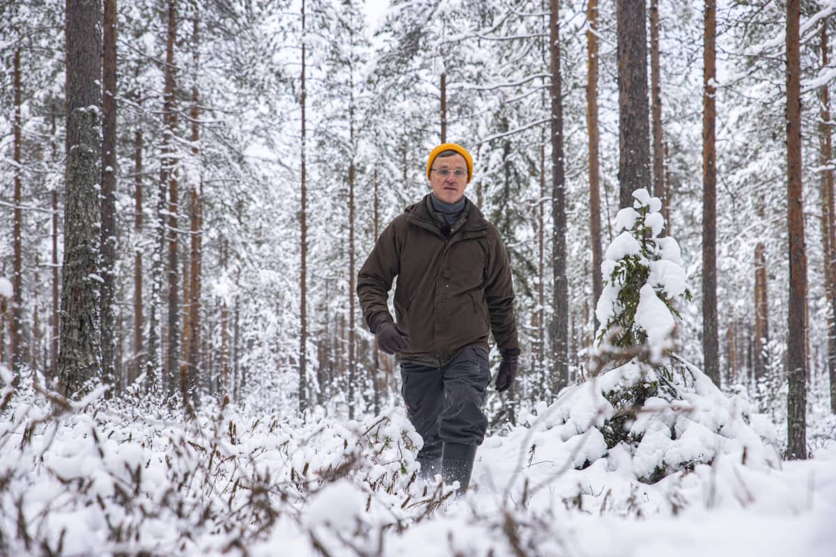 Kuvassa Juhani Pyykkönen, Metsäkeskuksen biotalouden johtava asiantuntija, suometsässä Paltamossa.