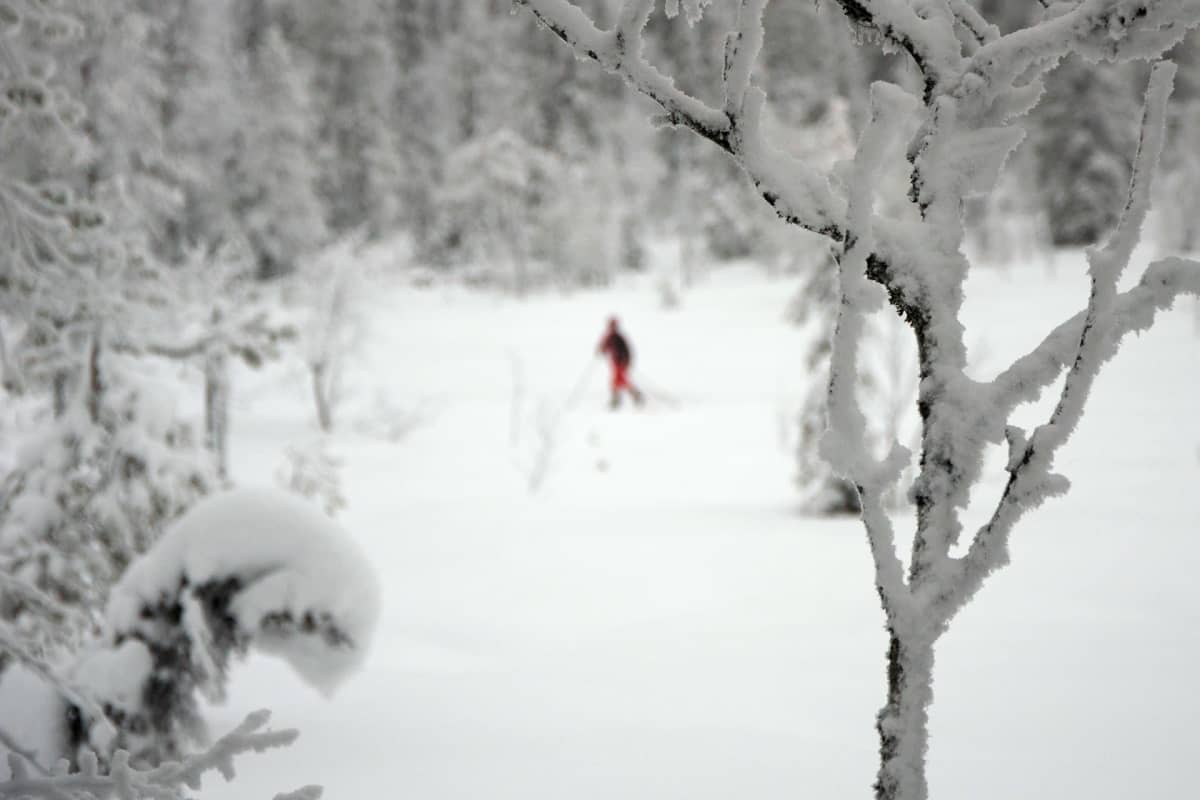 Luonnontilaisen metsän kauneus on matkailun myyntivaltti. Hiihtäjä Sallatuntureiden välisellä Natura-alueella joulukuussa 2019.