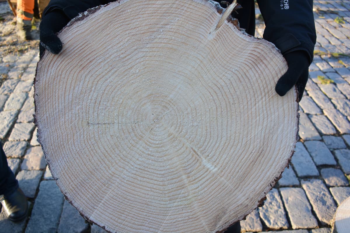 Joulukuusesta leikattu kiekko.