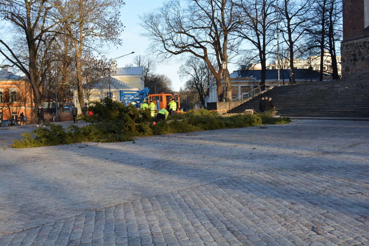 Tuomiokirkon joulukuusi kaatuneena.