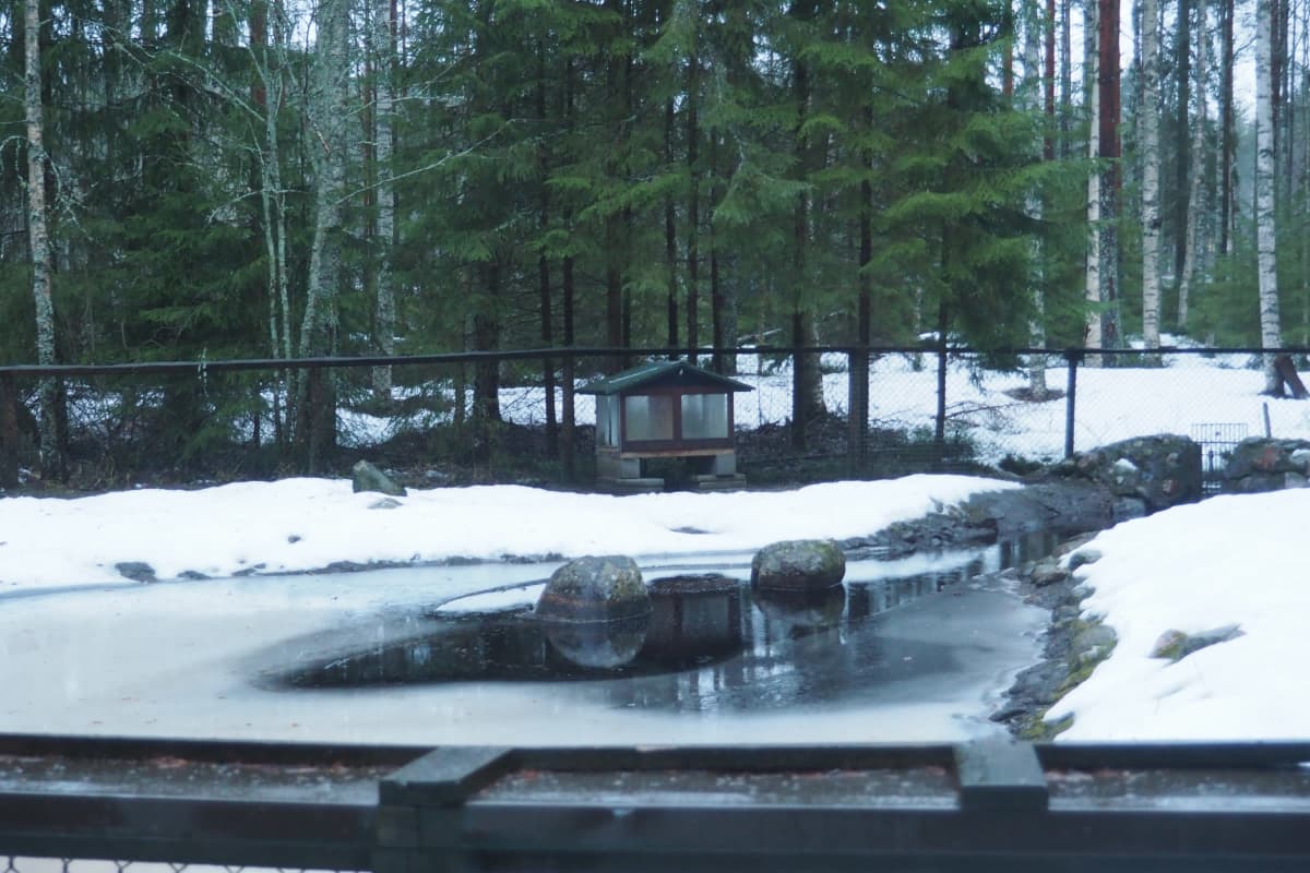 Ähtärin eläinpuiston majava-aitauksen majavien mökki on tyhjä. Majavien lampi on osittain jäässä.