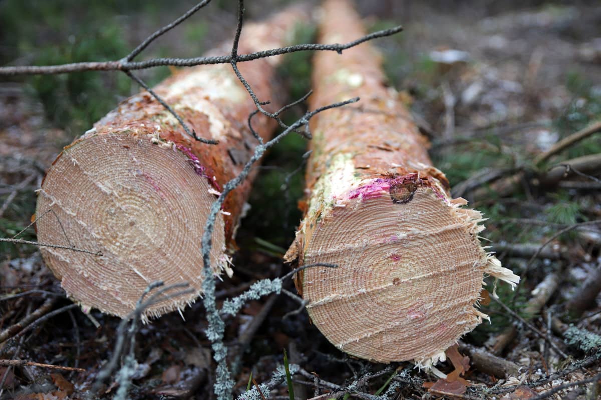 Mäntytukkeja