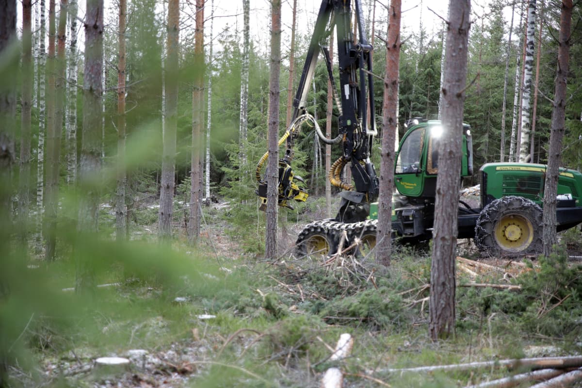 Metsätyökone metsässä