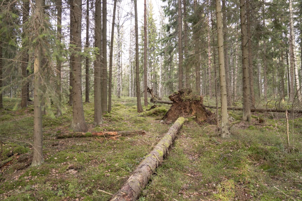 Vuosaari / luontokuva / metsä maisema / särkkäniemi 22.01.2020