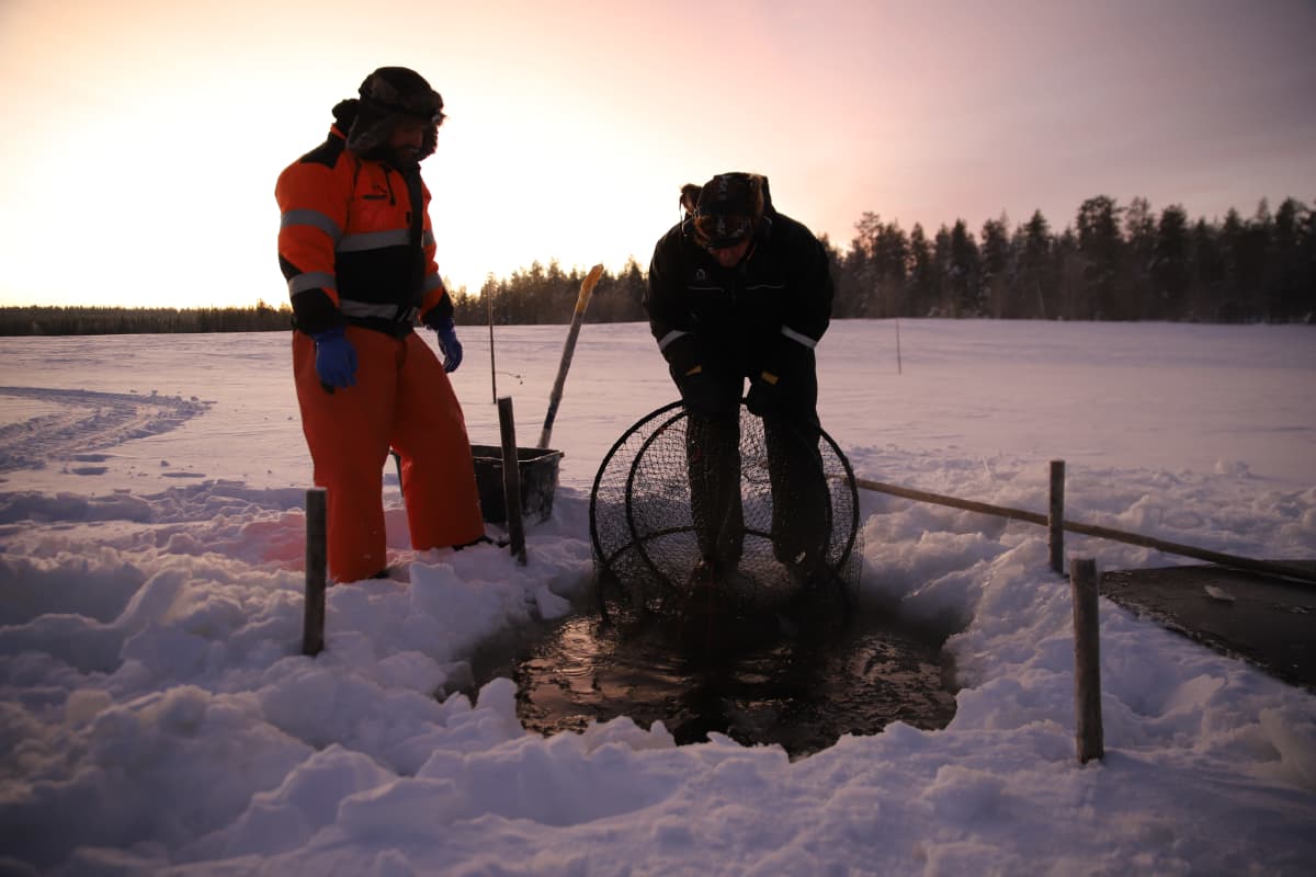 Tommi Jyly ja Risto Pyhäjärvi maderysillä Lokan tekoaltaalla.