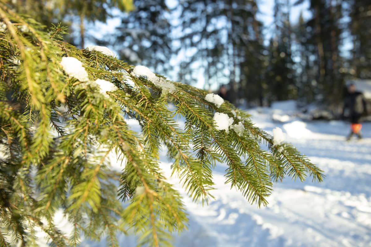 Havupuun oksa aurinkoisessa talvisäässä.