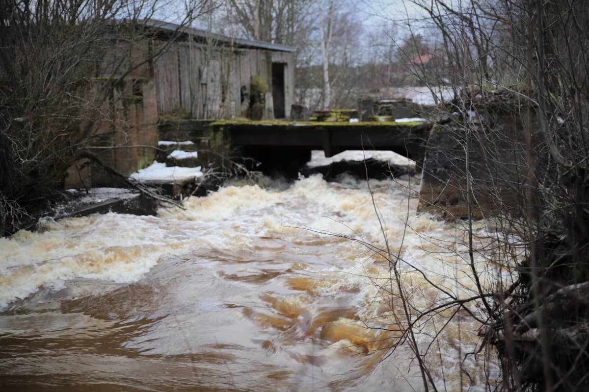 Isonkyrön Tuuralassa vesi virtaa vuolaana helmikuussa