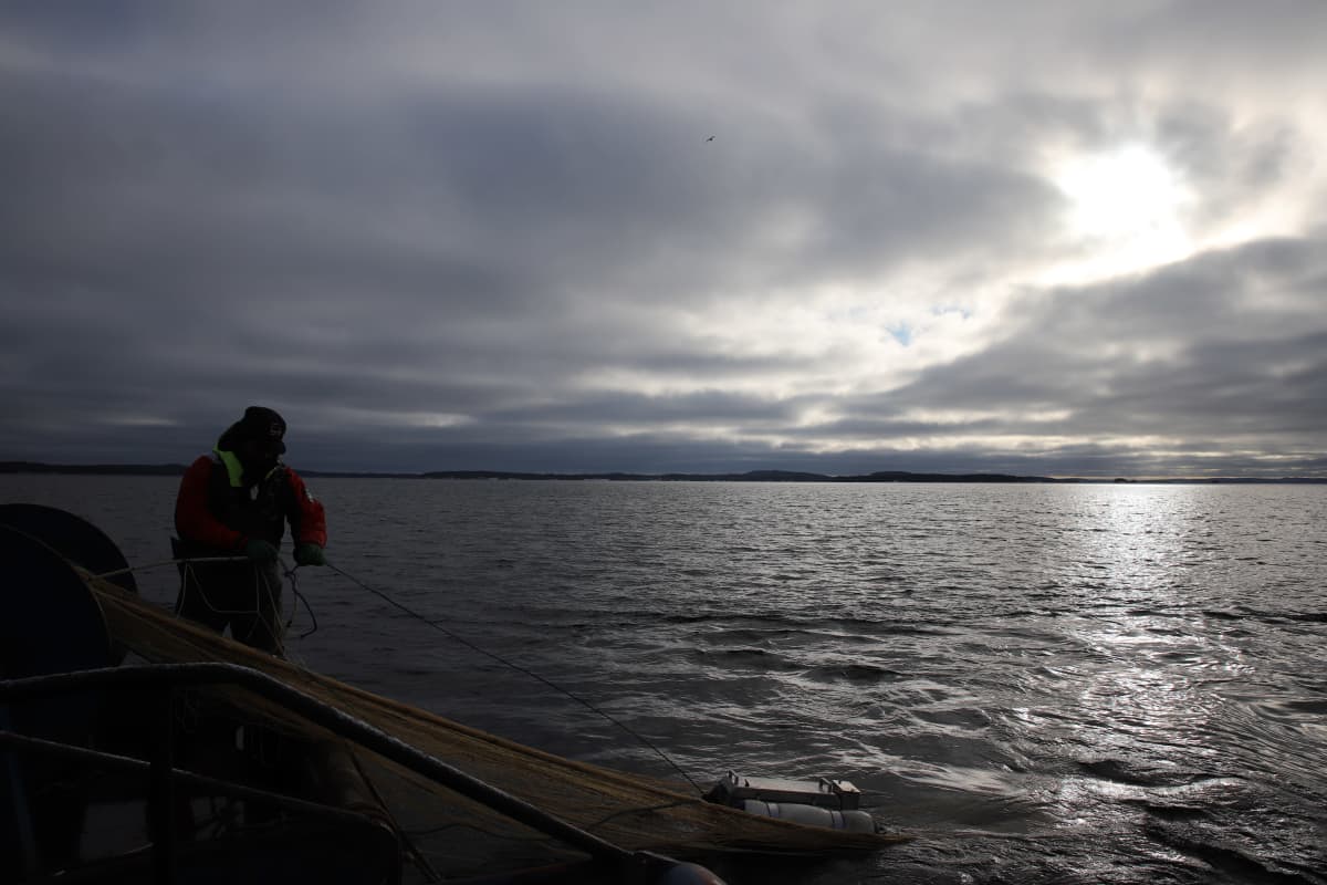 muikun troolaus Päijänteellä 2020