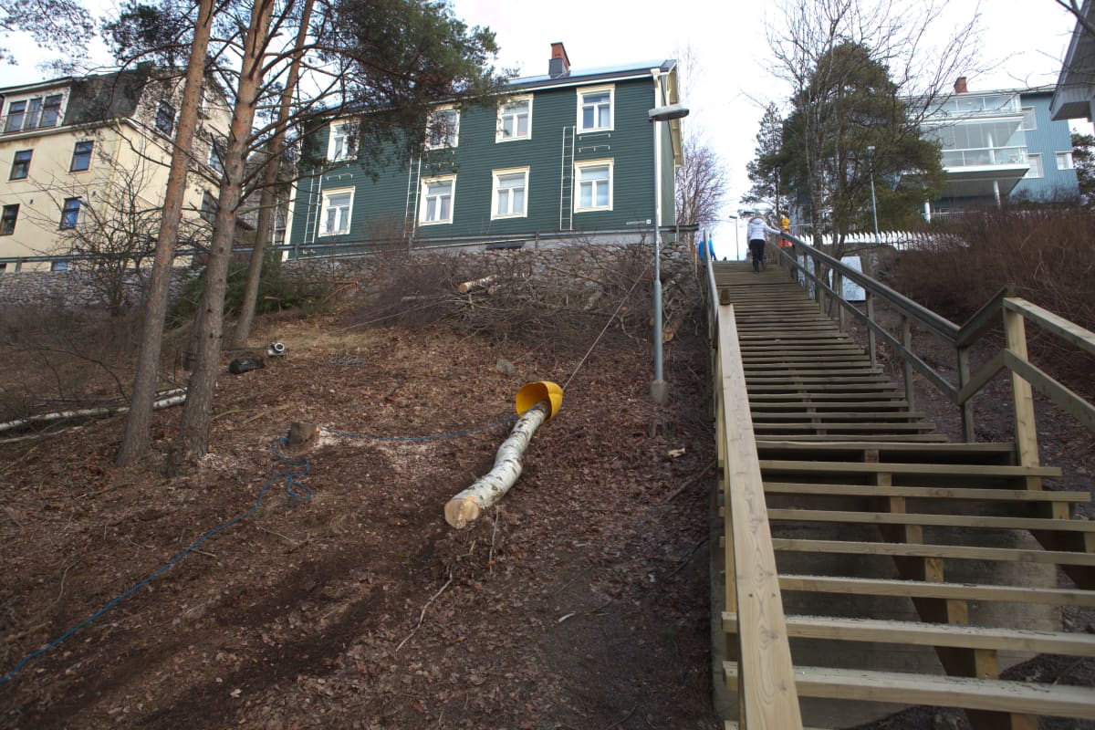 Puunrunkoa raahataan ylös rinnettä Tampereen Pispalassa